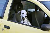 VOITURE - CAR 051